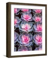 China, Hong Kong. A variety of sedum on display at a flower market.-Julie Eggers-Framed Photographic Print