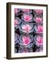 China, Hong Kong. A variety of sedum on display at a flower market.-Julie Eggers-Framed Photographic Print