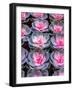 China, Hong Kong. A variety of sedum on display at a flower market.-Julie Eggers-Framed Photographic Print