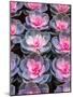 China, Hong Kong. A variety of sedum on display at a flower market.-Julie Eggers-Mounted Photographic Print