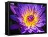 China, Hong Kong. Closeup of a purple dahlia at a flower market.-Julie Eggers-Framed Stretched Canvas