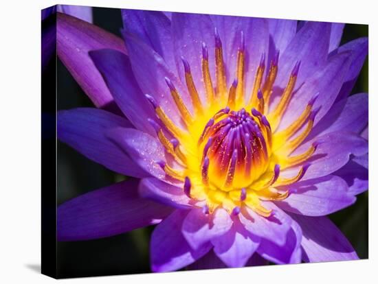 China, Hong Kong. Closeup of a purple dahlia at a flower market.-Julie Eggers-Stretched Canvas