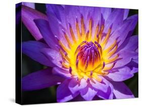 China, Hong Kong. Closeup of a purple dahlia at a flower market.-Julie Eggers-Stretched Canvas