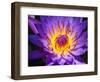 China, Hong Kong. Closeup of a purple dahlia at a flower market.-Julie Eggers-Framed Photographic Print