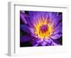 China, Hong Kong. Closeup of a purple dahlia at a flower market.-Julie Eggers-Framed Photographic Print