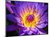 China, Hong Kong. Closeup of a purple dahlia at a flower market.-Julie Eggers-Mounted Photographic Print