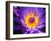 China, Hong Kong. Closeup of a purple dahlia at a flower market.-Julie Eggers-Framed Photographic Print