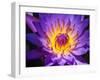 China, Hong Kong. Closeup of a purple dahlia at a flower market.-Julie Eggers-Framed Photographic Print