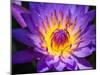 China, Hong Kong. Closeup of a purple dahlia at a flower market.-Julie Eggers-Mounted Photographic Print