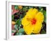 China, Hong Kong. Closeup of a yellow hibiscus at a flower market.-Julie Eggers-Framed Photographic Print