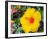 China, Hong Kong. Closeup of a yellow hibiscus at a flower market.-Julie Eggers-Framed Photographic Print