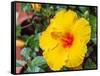 China, Hong Kong. Closeup of a yellow hibiscus at a flower market.-Julie Eggers-Framed Stretched Canvas