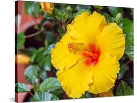 China, Hong Kong. Closeup of a yellow hibiscus at a flower market.-Julie Eggers-Stretched Canvas