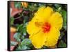 China, Hong Kong. Closeup of a yellow hibiscus at a flower market.-Julie Eggers-Framed Stretched Canvas