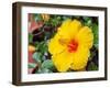 China, Hong Kong. Closeup of a yellow hibiscus at a flower market.-Julie Eggers-Framed Photographic Print