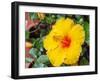 China, Hong Kong. Closeup of a yellow hibiscus at a flower market.-Julie Eggers-Framed Photographic Print