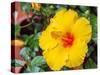 China, Hong Kong. Closeup of a yellow hibiscus at a flower market.-Julie Eggers-Stretched Canvas