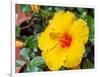 China, Hong Kong. Closeup of a yellow hibiscus at a flower market.-Julie Eggers-Framed Photographic Print