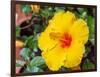 China, Hong Kong. Closeup of a yellow hibiscus at a flower market.-Julie Eggers-Framed Photographic Print