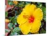 China, Hong Kong. Closeup of a yellow hibiscus at a flower market.-Julie Eggers-Mounted Photographic Print