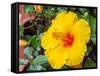 China, Hong Kong. Closeup of a yellow hibiscus at a flower market.-Julie Eggers-Framed Stretched Canvas