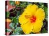 China, Hong Kong. Closeup of a yellow hibiscus at a flower market.-Julie Eggers-Stretched Canvas