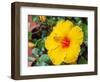 China, Hong Kong. Closeup of a yellow hibiscus at a flower market.-Julie Eggers-Framed Photographic Print