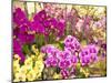 China, Hong Kong. Flower market on the street.-Terry Eggers-Mounted Photographic Print