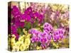 China, Hong Kong. Flower market on the street.-Terry Eggers-Stretched Canvas