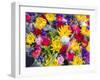 China, Hong Kong. Flower market.-Julie Eggers-Framed Photographic Print