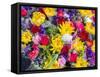 China, Hong Kong. Flower market.-Julie Eggers-Framed Stretched Canvas