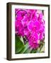 China, Hong Kong. Orchids on display at a flower market.-Julie Eggers-Framed Photographic Print