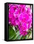 China, Hong Kong. Orchids on display at a flower market.-Julie Eggers-Framed Stretched Canvas