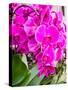 China, Hong Kong. Orchids on display at a flower market.-Julie Eggers-Stretched Canvas