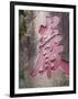 China, Macau, A-Ma Temple, Rock Garden-Gavin Hellier-Framed Photographic Print