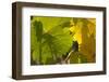 China, Ningxia. Riesling Leaves in Dragon's Hollow Winery Vineyard-Janis Miglavs-Framed Photographic Print