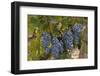 China, Ningxia, Yinchuan. Cab. Sauv. Grapes at Helan Qing Xue Winery-Janis Miglavs-Framed Photographic Print