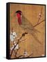 China: Parakeet-Emperor Hui-tsung-Framed Stretched Canvas