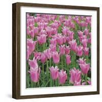 China Pink-Bent Rej-Framed Giclee Print