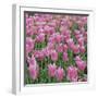 China Pink-Bent Rej-Framed Giclee Print