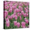 China Pink-Bent Rej-Stretched Canvas