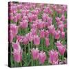 China Pink-Bent Rej-Stretched Canvas