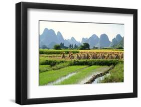 China, Rice Fields at the Yulong River, Landscape, Karst Mountains-Catharina Lux-Framed Photographic Print