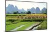 China, Rice Fields at the Yulong River, Landscape, Karst Mountains-Catharina Lux-Mounted Photographic Print