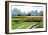 China, Rice Fields at the Yulong River, Landscape, Karst Mountains-Catharina Lux-Framed Photographic Print