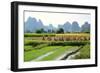 China, Rice Fields at the Yulong River, Landscape, Karst Mountains-Catharina Lux-Framed Photographic Print