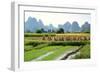 China, Rice Fields at the Yulong River, Landscape, Karst Mountains-Catharina Lux-Framed Photographic Print