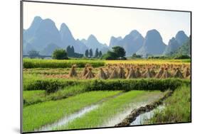 China, Rice Fields at the Yulong River, Landscape, Karst Mountains-Catharina Lux-Mounted Photographic Print