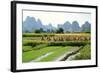 China, Rice Fields at the Yulong River, Landscape, Karst Mountains-Catharina Lux-Framed Photographic Print