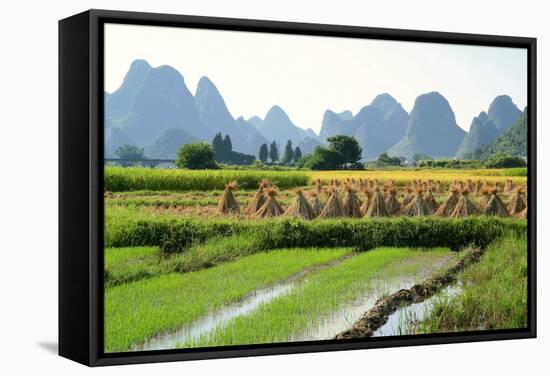 China, Rice Fields at the Yulong River, Landscape, Karst Mountains-Catharina Lux-Framed Stretched Canvas